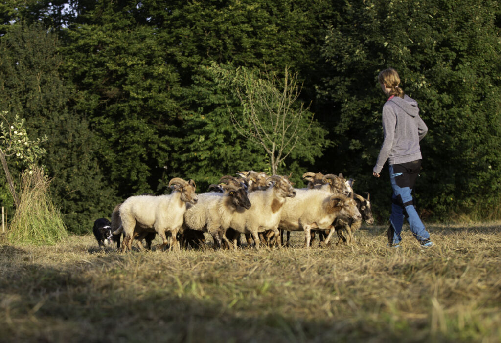 Schafe auf dem Heimathof