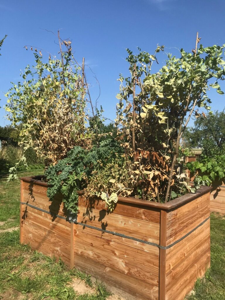 Hochbeet-Gemüsegarten